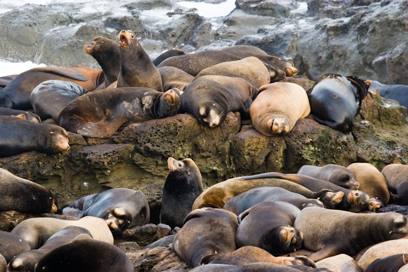 California Sea Lions